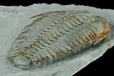 Lower Cambrian Trilobite (Longianda) - Issafen, Morocco #167890-5